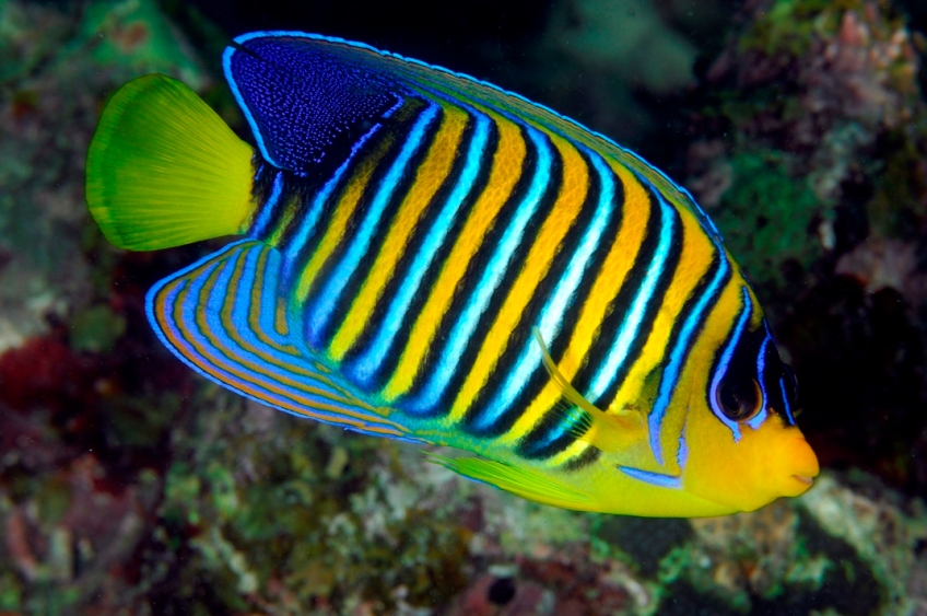 Her Empress Angelfish: The Most Beautiful Fish On The Reef